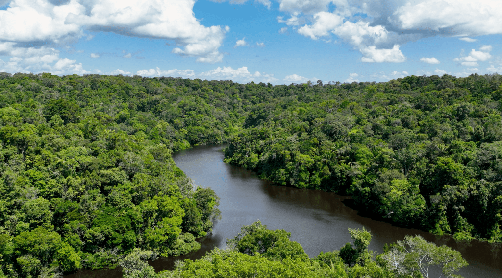 Você sabe o que é crédito de&nbsp;carbono?